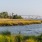 The waterfront near our apartments for rent in North Charleston, SC, featuring marsh reeds in the foreground.